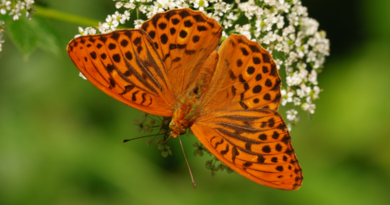 Hledejte pražské motýly